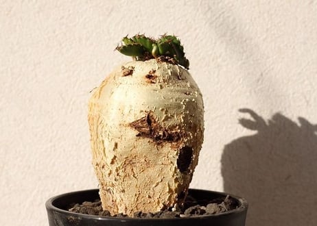 ユーフォルビア ステラータ 飛竜  Euphorbia stellata
