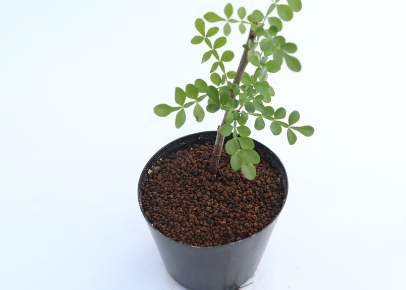 オペルクリカリア デカリー 実生 | mana's farm:塊根植物・アガベ