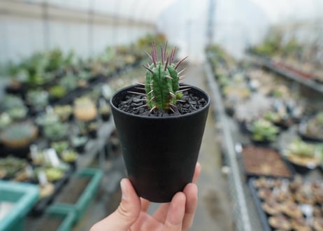 ユーフォルビア　フェロックス　Euphorbia ferox