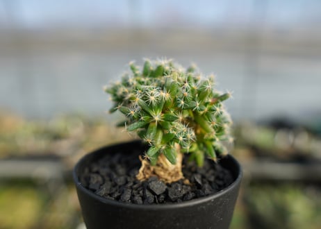 トリコディアデマ　デンサム　Trichodiadema densum  No.2