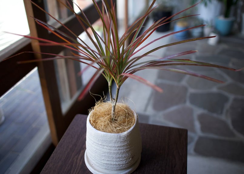 ドラセナ | mana's farm:塊根植物・アガベ・ドライガーデン植物販売