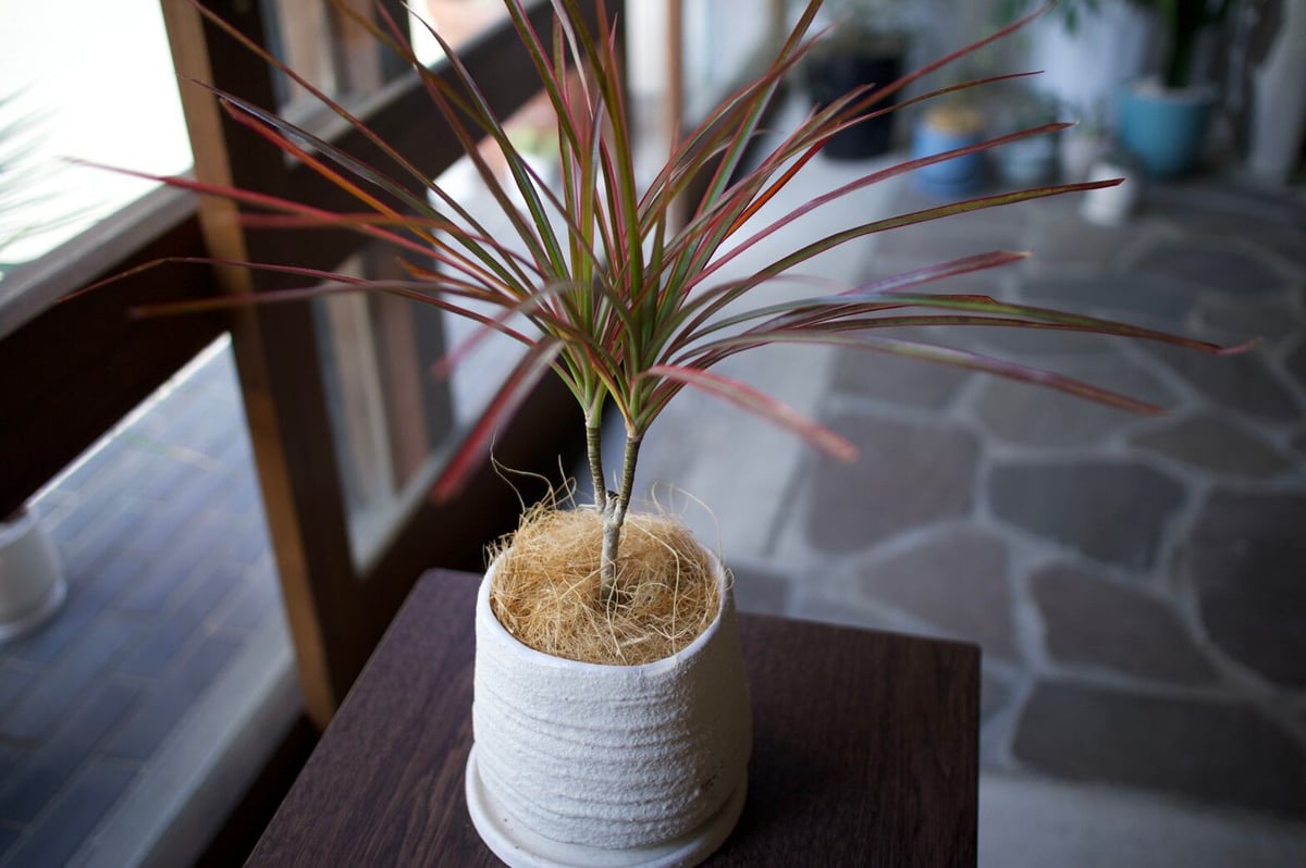 ドラセナ | mana's farm:塊根植物・アガベ・ドライガーデン植物販売