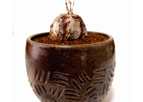 亀甲竜 ディオスコレア エレファンティペス  dioscorea elephantipes