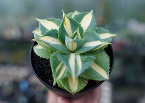 アガベ　王妃雷神錦　黄中斑　Agave　“Ohi Raijin Nishiki Kinakahu”