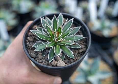 アガベ　フィリフェラ　シディゲラ　agave filifera ssp. schidigera 　NO.3