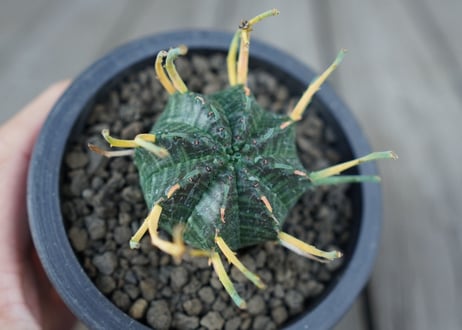 ユーフォルビア　バリダ　Euphorbia valida　NO.1