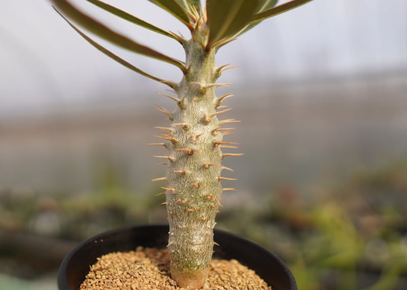 パキポディウム ドラケイ | mana's farm:塊根植物・アガベ・ドライ