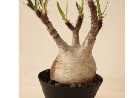 Pachypodium Gracilius パキポディウム  グラキリス  №５