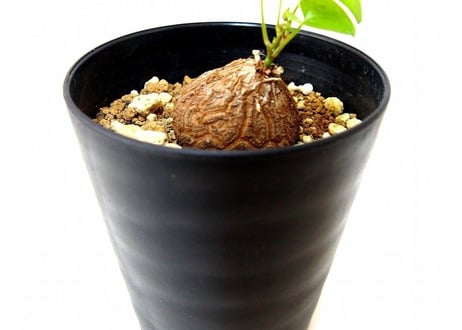 dioscorea elephantipes　亀甲竜 ディオスコレア エレファンティペス