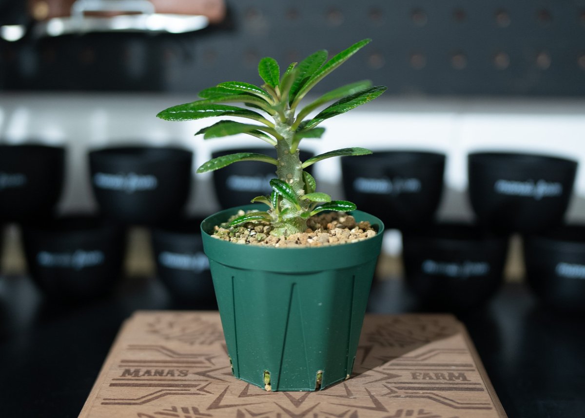ドルステニアギガス 沖縄実生 | mana's green:塊根植物販売|マナ ドルステニアギガス 沖縄実生 | mana's green:塊根植物販売|マナ