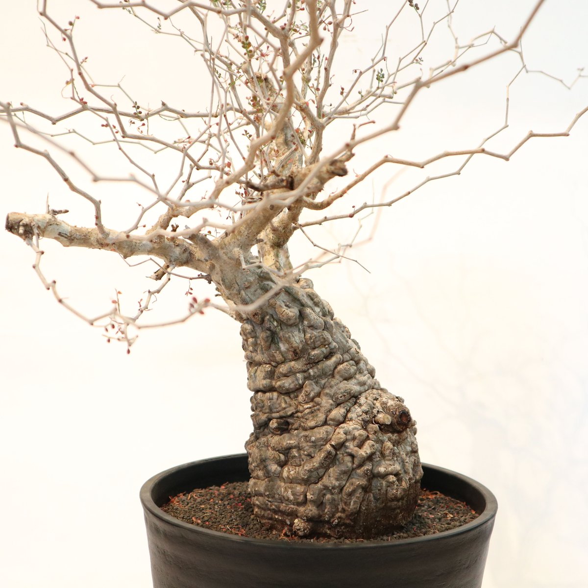 オペルクリカリア パキプス no.6 | mana's farm:塊根植物・アガベ