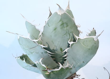 Agave titanota 'White Ice'  №２