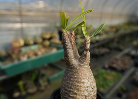 パキポディウム　グラキリス　 Pachypodium Gracilius  No.4