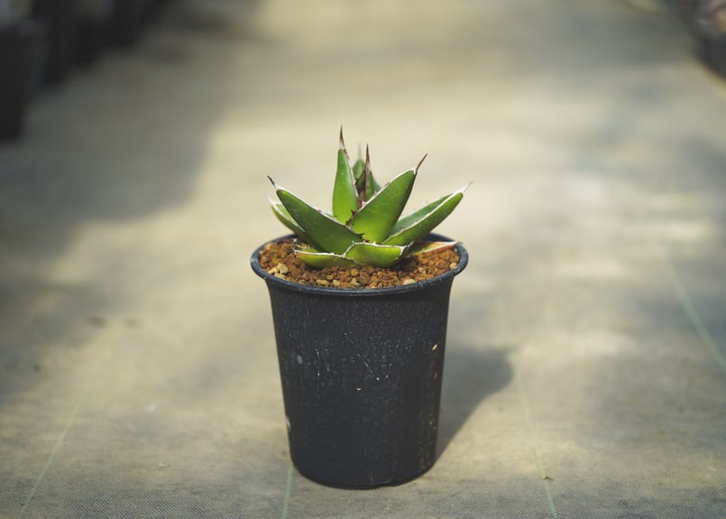 アガベ ケルチョベイ | mana's farm:塊根植物・アガベ・ドライガーデン