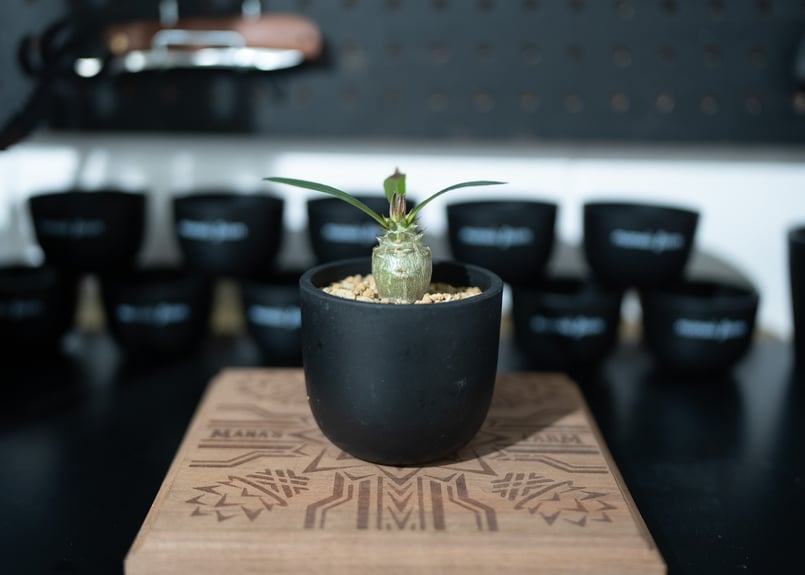 パキポディウム ウィンゾリー 沖縄実生 | mana's farm:塊根植物