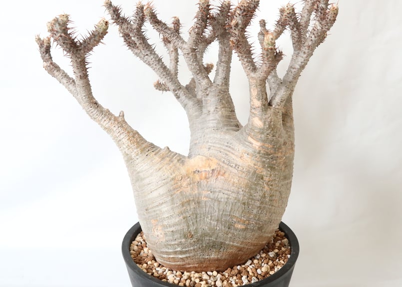 パキポディウム・グラキリス 発根済み パキポディウム グラキリス 発根