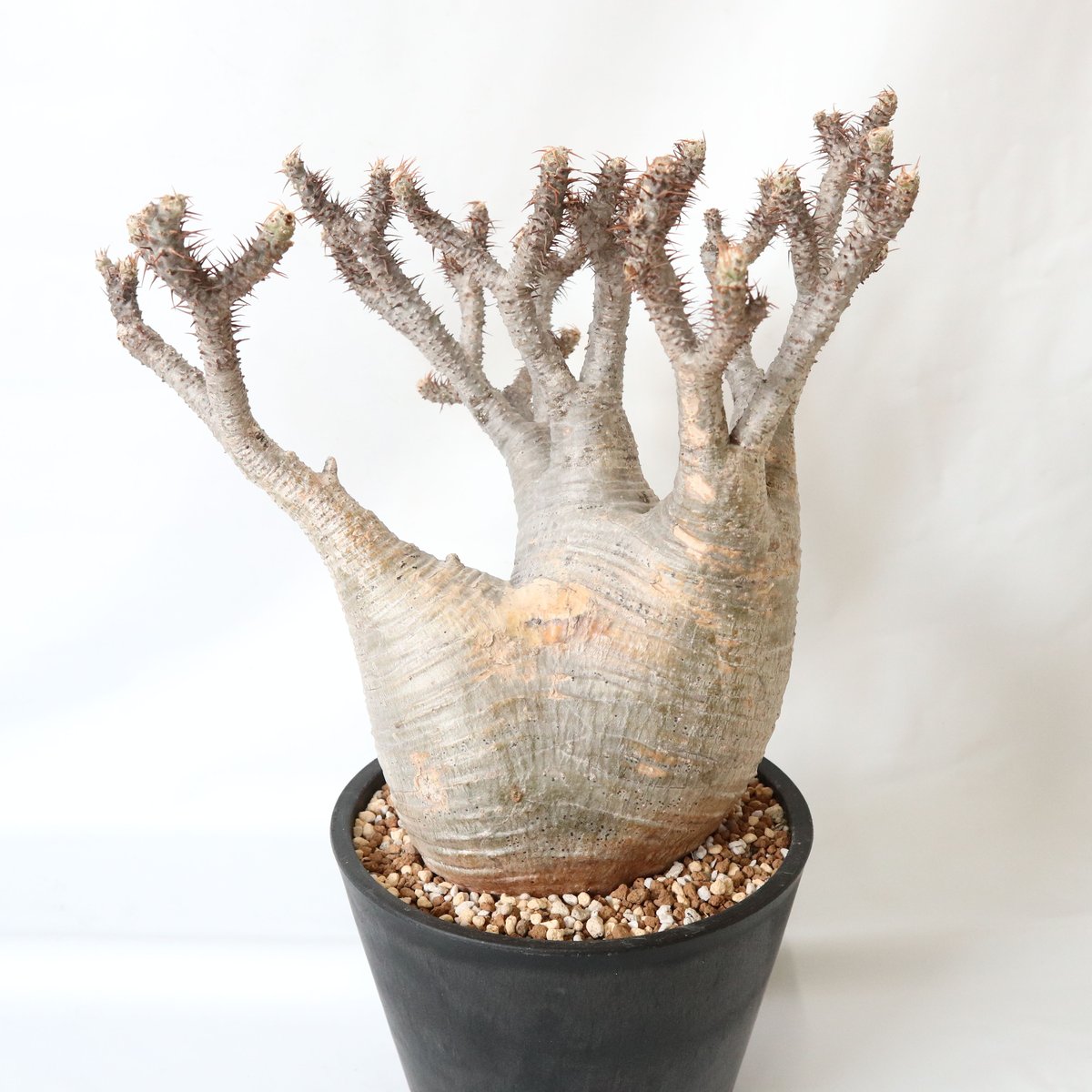 パキポディウムグラキリスベアルート株発根済み パキポディウム グラキリス 現地球 ベアルート (発根済み) 塊根植物