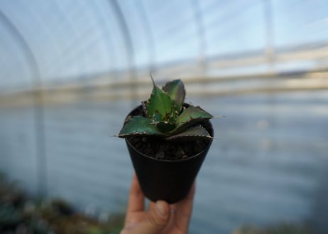 アガベ　チタノタ　ハデス　Agave titanota Hades