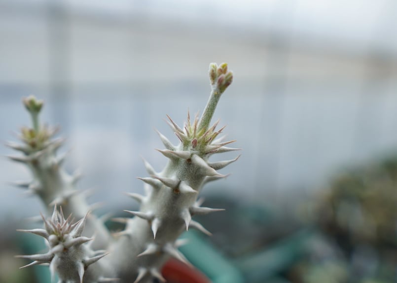 パキポディウム　デンシフローラム パキポディウム・デンシフローラムの基本情報・育て方｜多肉植物