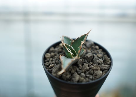 アガベ　チタノタ　狼人　agave titanota "狼人"　No.2