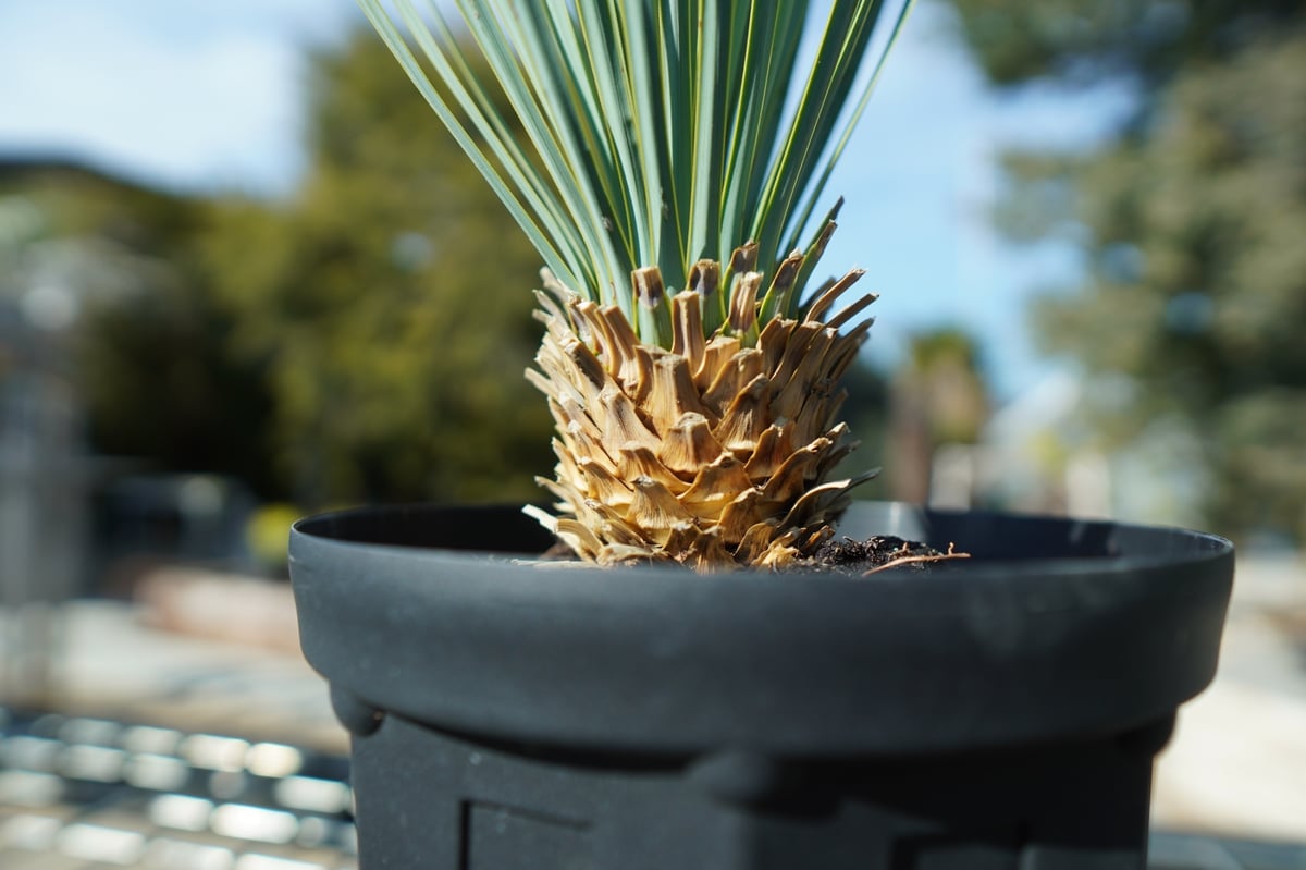 ユッカ ロストラータ No.4 | mana's farm:塊根植物・アガベ