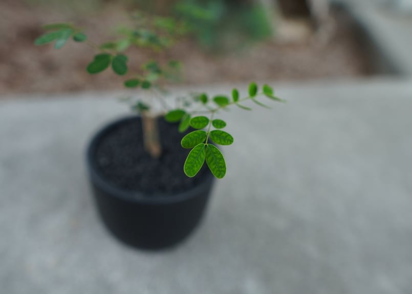 沖縄実生株】デロニクス デカリー Delonix decaryi No.2 | mana's