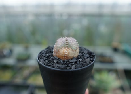 ユーフォルビア　オベサブロー　Euphorbia ObesaBlow  No.1