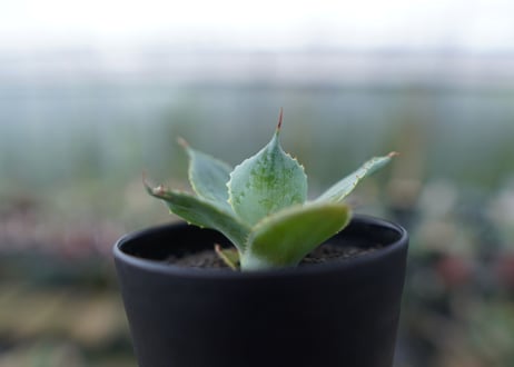 アガベ　ポタトラム　トレードウィンズ　Agave potatorum Tradewinds　No.1