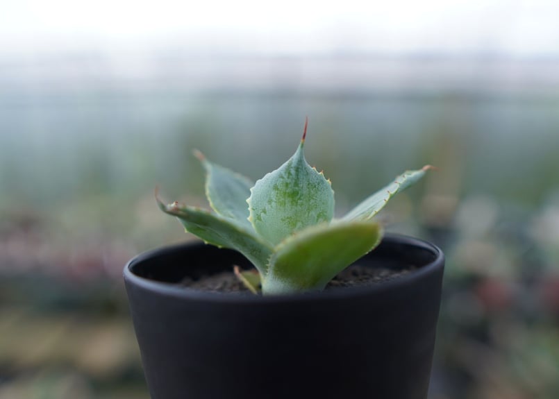アガベ ポタトラム トレードウィンズ Agave potatorum Tradewinds N