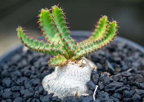 ユーフォルビア　飛竜　Euphorbia stellata