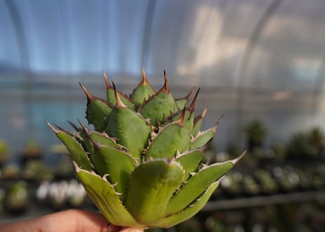 agave titanota 剣竜　No.12