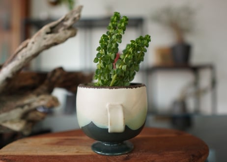ペペロミア コルメラ Peperomia columella
