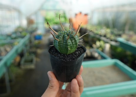 ユーフォルビア　スーパーバリダ　Euphorbia super valida  No.5