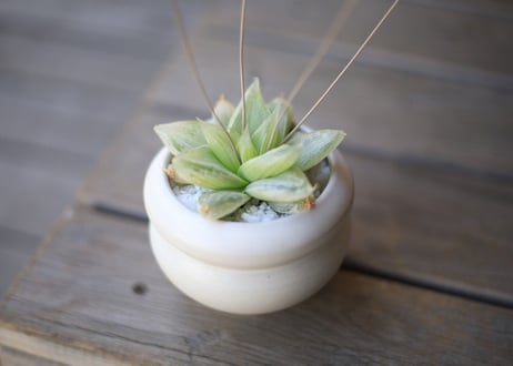 ハオルチア　Haworthia