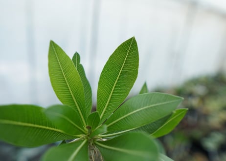 パキポディウム　ホロンベンセ　Pachypodium horombense  No.13
