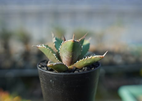 アガベ　チタノタ　FO-76 Agave titanota FO-76  No.3