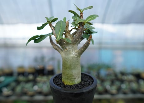 アデニウム　Adenium　No.17