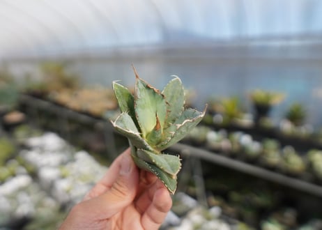 agave titanota 獅子光　lion light No.1