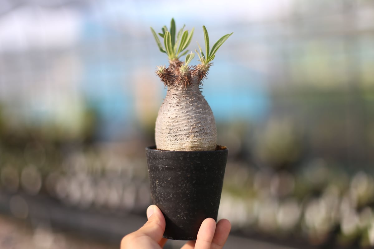 パキポディウム グラキリス | mana's farm:塊根植物・アガベ・ドライ