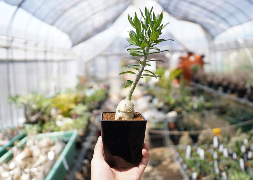 パキポディウム ビスピノーサム | mana's farm:塊根植物・アガベ