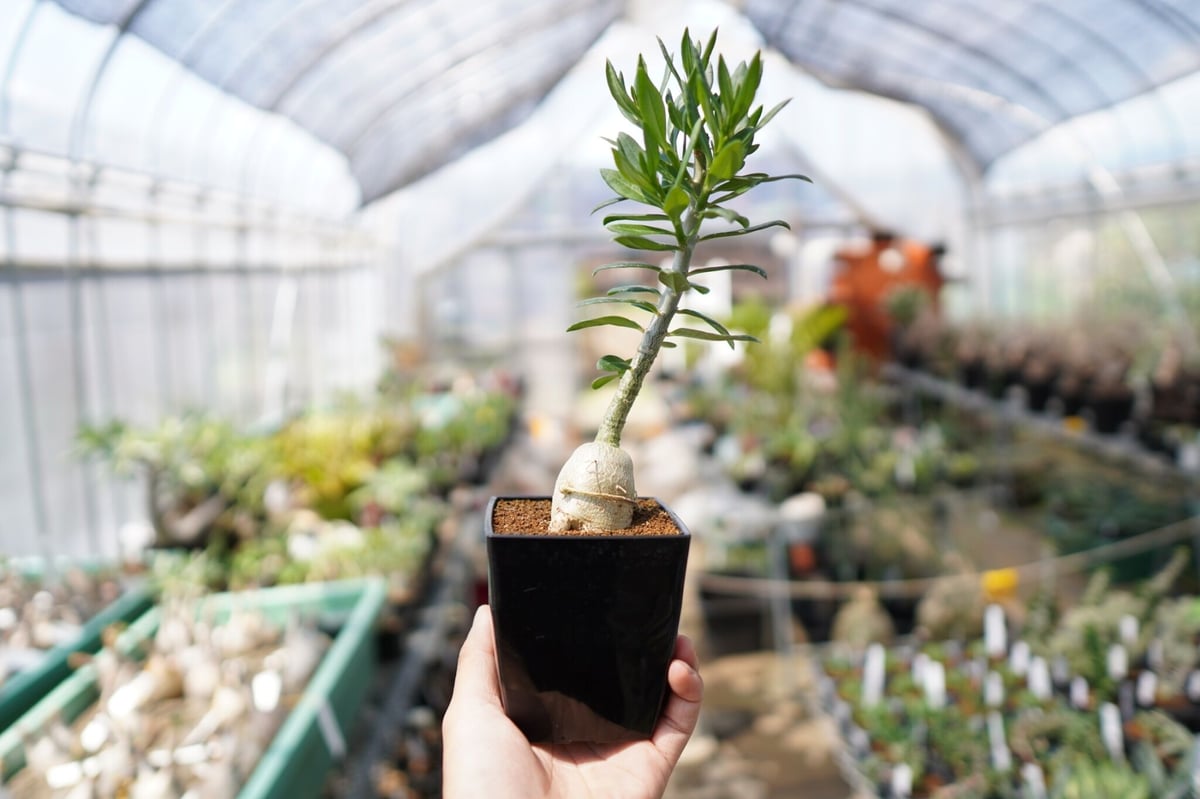 パキポディウム ビスピノーサム | mana's farm:塊根植物・アガベ