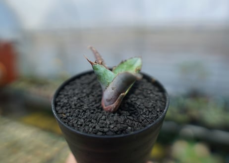アガベ　チタノタ　 ブラックアンドブルー 　Agave titanota black and blue　No.4
