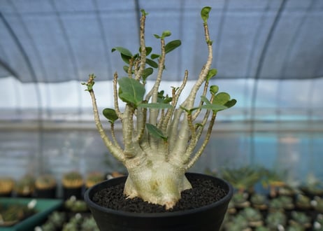 アデニウム　Adenium　No.9