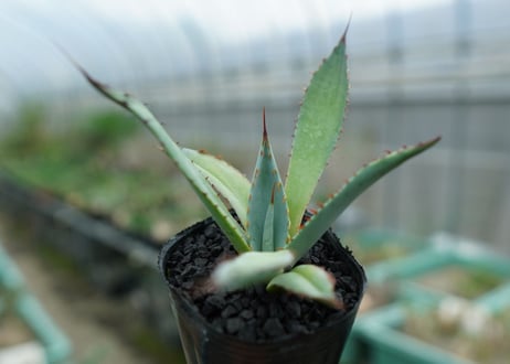 アガベ　屈原の舞扇 Agave 'Kutsugen no Maiougi'   No.1