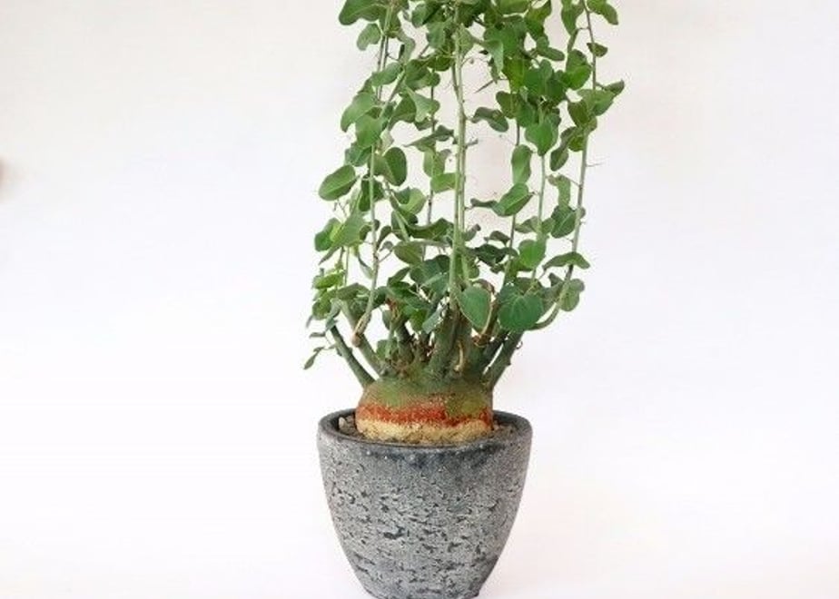 5997df1e428f2d47be00bc17