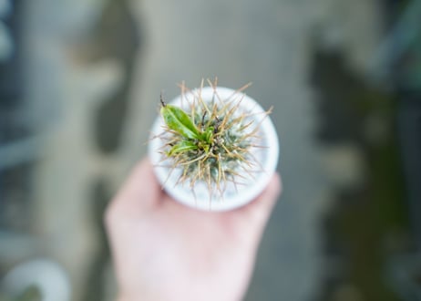 パキポディウム　ラメリー　Pachypodium lamerei