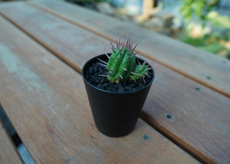 ユーフォルビア　フェロックス　Euphorbia ferox