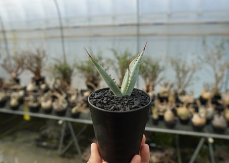 アガベ　屈原の舞扇 Agave 'Kutsugen no Maiougi'