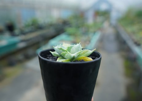 アガベ　王妃雷神錦　Agave　“Ohi Raijin Nishiki ”