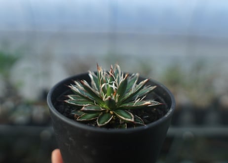 アガベ　フィリフェラ　シディゲラ　agave filifera ssp. schidigera 　No.2